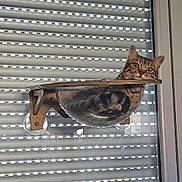 Yepa participe au concours pour gagner de l'argent avec cette photo : cat, tabby, window, blinds, shelf, transparent, indoor, pet, relaxed, curious, animal, feline, resting, mounted, wood, glass, face, ears, whiskers, looking
