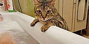 Yepa participe au concours pour gagner de l'argent avec cette photo : cat, tabby_cat, bathtub, bathroom, bubble_bath, person, water, soap_bubbles, curious_cat, feline, animal, domestic_cat, indoor, towel, cabinet, shower_curtain, bathroom_products, relaxation, home, fur