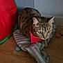 Yepa a rejoint le concours — aidez-le/la à gagner de superbes lots ! tabby_cat, cat, red_bandana, cushion, striped_cushion, wooden_floor, indoor, play_tunnel, toy_balls, curious, pet, animal, feline, ears, whiskers, close_up, floor, resting, domestic_cat, brown