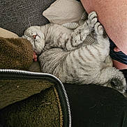 Ditize a rejoint le concours — aidez-le/la à gagner de superbes lots ! cat, sleeping, gray_tabby, couch, pillow, furry, pet, cozy, relaxed, indoor, human_arm, fleece_jacket, shorts, furniture, resting, curled_up, whiskers, paw, domestic_cat, companion