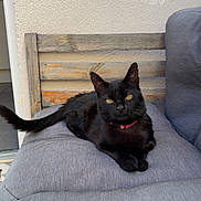 Raven a rejoint le concours — aidez-le/la à gagner de superbes lots ! black_cat, cat, animal, pet, feline, yellow_eyes, collar, outdoor, chair, cushion, wooden_furniture, relaxed, resting, tail, fur, portrait, domestic_animal, sitting, grey, texture