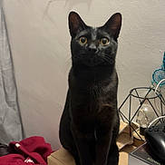 Ares participe au concours pour gagner de l'argent avec cette photo : cat, black_cat, pet, animal, indoor, furniture, nightstand, remote_control, lamp, photographs, wall, yellow_eyes, domestic_cat, curious, sitting, wood, household, cozy, cute, looking_up