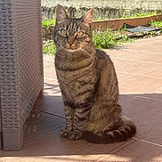 Mira a rejoint le concours — aidez-le/la à gagner de superbes lots ! cat, tabby, pet, animal, outdoor, sunlight, shadow, curious, feline, whiskers, ears, tail, grass, tile_floor, wicker_furniture, wall, nature, domestic_animal, portrait, sitting