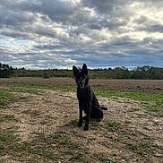 Oria participe au concours pour gagner de l'argent avec cette photo : dog, black_dog, animal, pet, outdoor, field, grass, dirt, sky, clouds, nature, landscape, canine, sitting, ears, tongue, rural, ground, daytime, quiet