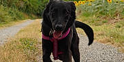 Oria participe au concours pour gagner de l'argent avec cette photo : dog, black_dog, running, gravel_path, outdoor, sunflowers, greenery, harness, pink_harness, nature, happy, pet, animal, grass, summer, daytime, canine, playful, walking, field