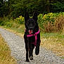 Oria a rejoint le concours — aidez-le/la à gagner de superbes lots ! dog, black_dog, pink_harness, gravel_path, walking, outdoor, sunflowers, grass, nature, canine, happy, tongue_out, ears_up, summer, field, pet, animal, running, greenery, daytime