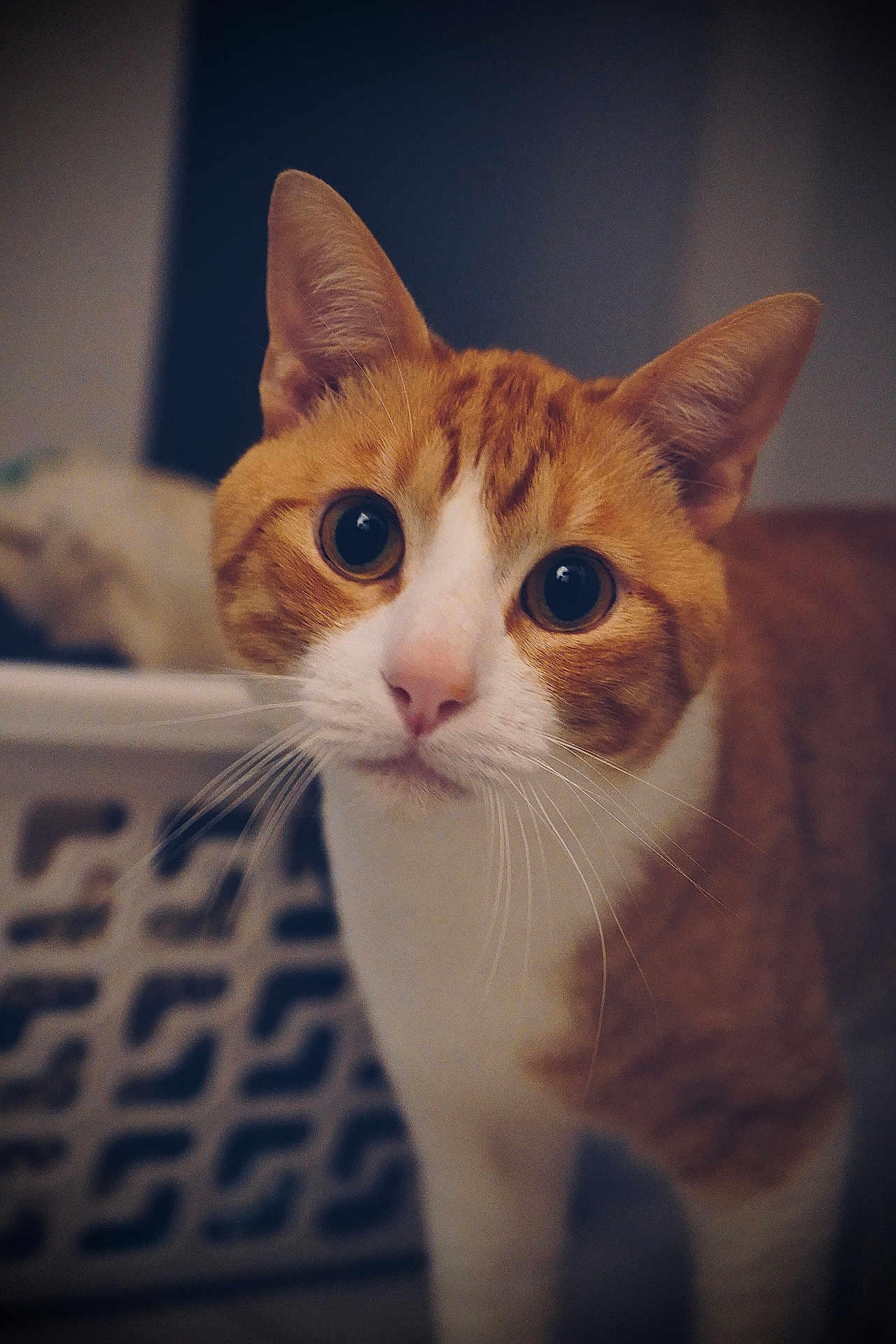Titi a rejoint le concours — aidez-le/la à gagner de superbes lots ! cat, orange_cat, white_cat, whiskers, curious, pet, indoor, animal, closeup, portrait, feline, ears, eyes, face, domestic_cat, laundry_basket, soft_light, background_blur, fur, cute