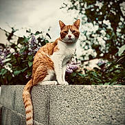 Titi a rejoint le concours — aidez-le/la à gagner de superbes lots ! cat, orange_cat, white_cat, animal, pet, sitting, tail, concrete_wall, flower, purple_flower, green_leaf, outdoor, nature, garden, sky, cloudy_sky, fur, cute, portrait, calm