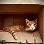 Titi participe au concours pour gagner de l'argent avec cette photo : cat, orange_tabby, cardboard_box, tail, fur, whiskers, outdoor, ground, curious, alert, pet, animal, feline, resting, box, striped_tail, closeup, brown, cozy, cute