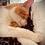 Titi participe au concours pour gagner de l'argent avec cette photo : cat, sleeping, ginger, white, paw, fur, closeup, cozy, pillow, fabric, indoor, relaxation, cute, pet, animal, whiskers, ear, rest, soft, comfort
