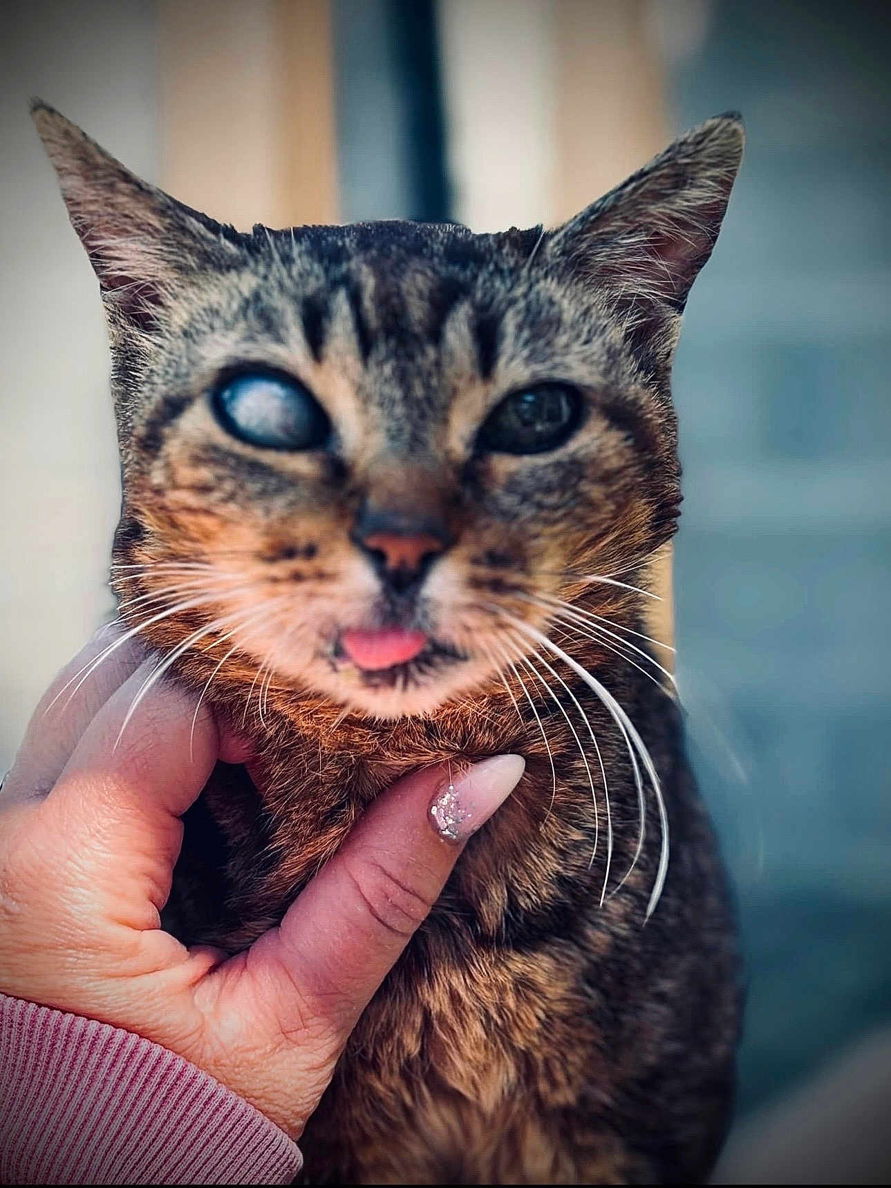 Frimousse