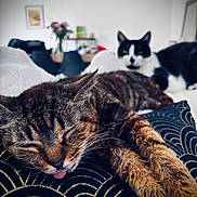 Frimousse a rejoint le concours — aidez-le/la à gagner de superbes lots ! cat, tabby_cat, black_and_white_cat, sleeping, tongue_out, cushion, patterned_cushion, indoor, cozy, feline, pets, relaxation, close_up, blurred_background, fur, whiskers, resting, cute, domestic_cat, household