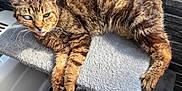 Frimousse participe au concours pour gagner de l'argent avec cette photo : cat, tabby_cat, pet, indoor, feline, cat_tree, gray, fur, whiskers, tongue, relaxed, sunlight, window, resting, cozy, animal, cute, paw, ears, home