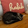 Ava a rejoint le concours — aidez-le/la à gagner de superbes lots ! cat, kitten, sleeping, tabby, fur, wooden_surface, pillow, text, home, indoor, cozy, resting, pet, animal, cute, feline, relaxed, closeup, soft, background