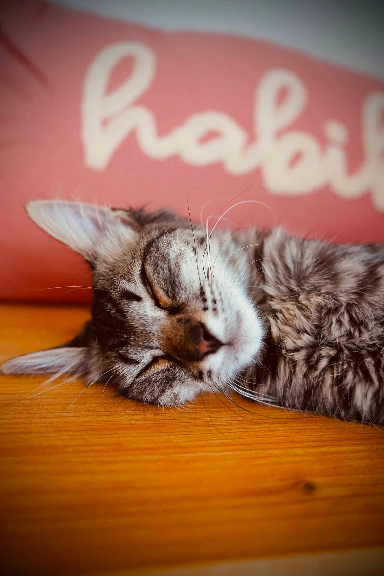 Ava participe au concours pour gagner de l'argent avec cette photo : cat, tabby_cat, sleeping, fur, whiskers, close_up, wooden_surface, pet, animal, domestic_cat, relaxation, cozy, face, nose, ear, indoor, background_blur, text_background, resting, cute