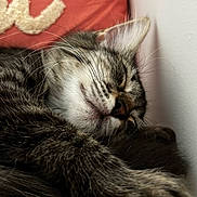 Ava participe au concours pour gagner de l'argent avec cette photo : cat, tabby, sleeping, close_up, paw, feline, cozy, indoor, pet, whiskers, fur, relaxed, resting, napping, cute, animal, domestic, soft, pillow, calm