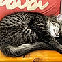 Ava a rejoint le concours — aidez-le/la à gagner de superbes lots ! cat, tabby_cat, sleeping, curled_up, wooden_surface, pillow, fuzzy_text, cozy, fur, pet, animal, domestic_cat, resting, whiskers, ears, tail, indoor, closeup, peaceful, relaxed