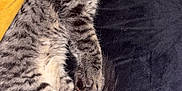 Ava participe au concours pour gagner de l'argent avec cette photo : cat, tabby, sleeping, fur, whiskers, pillow, yellow, black, cozy, relaxed, indoor, pet, animal, cute, feline, resting, soft, closeup, domestic, comfort