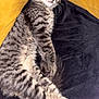 cat, tabby, sleeping, fur, whiskers, pillow, yellow, black, cozy, relaxed, indoor, pet, animal, cute, feline, resting, soft, closeup, domestic, comfort