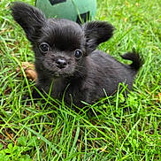 Lily participe au concours pour gagner de l'argent avec cette photo : animal, black_dog, closeup, cute, ears, eyes, fur, grass, greenery, mammal, nature, nose, outdoor, pet, playful, portrait, puppy, small_dog, soccer_ball, young_dog