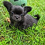 animal, black_dog, closeup, cute, ears, eyes, fur, grass, greenery, mammal, nature, nose, outdoor, pet, playful, portrait, puppy, small_dog, soccer_ball, young_dog