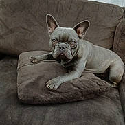Jack participe au concours pour gagner de l'argent avec cette photo : dog, french_bulldog, pet, animal, couch, cushion, indoor, home, sitting, lying_down, portrait, short_hair, wrinkled_face, large_ears, paws, gray_coat, relaxed, alert, furniture, photography