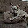 dog, french_bulldog, pet, animal, couch, cushion, indoor, home, sitting, lying_down, portrait, short_hair, wrinkled_face, large_ears, paws, gray_coat, relaxed, alert, furniture, photography