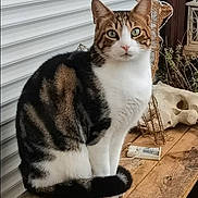 Salto a rejoint le concours — aidez-le/la à gagner de superbes lots ! cat, calico_cat, animal, pet, sitting, portrait, whiskers, green_eyes, white_chest, tabby_markings, black_fur, brown_fur, wooden_table, rustic, outdoor, porch, dried_flowers, decor, skull_decoration, photography