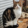 cat, calico_cat, animal, pet, sitting, portrait, whiskers, green_eyes, white_chest, tabby_markings, black_fur, brown_fur, wooden_table, rustic, outdoor, porch, dried_flowers, decor, skull_decoration, photography