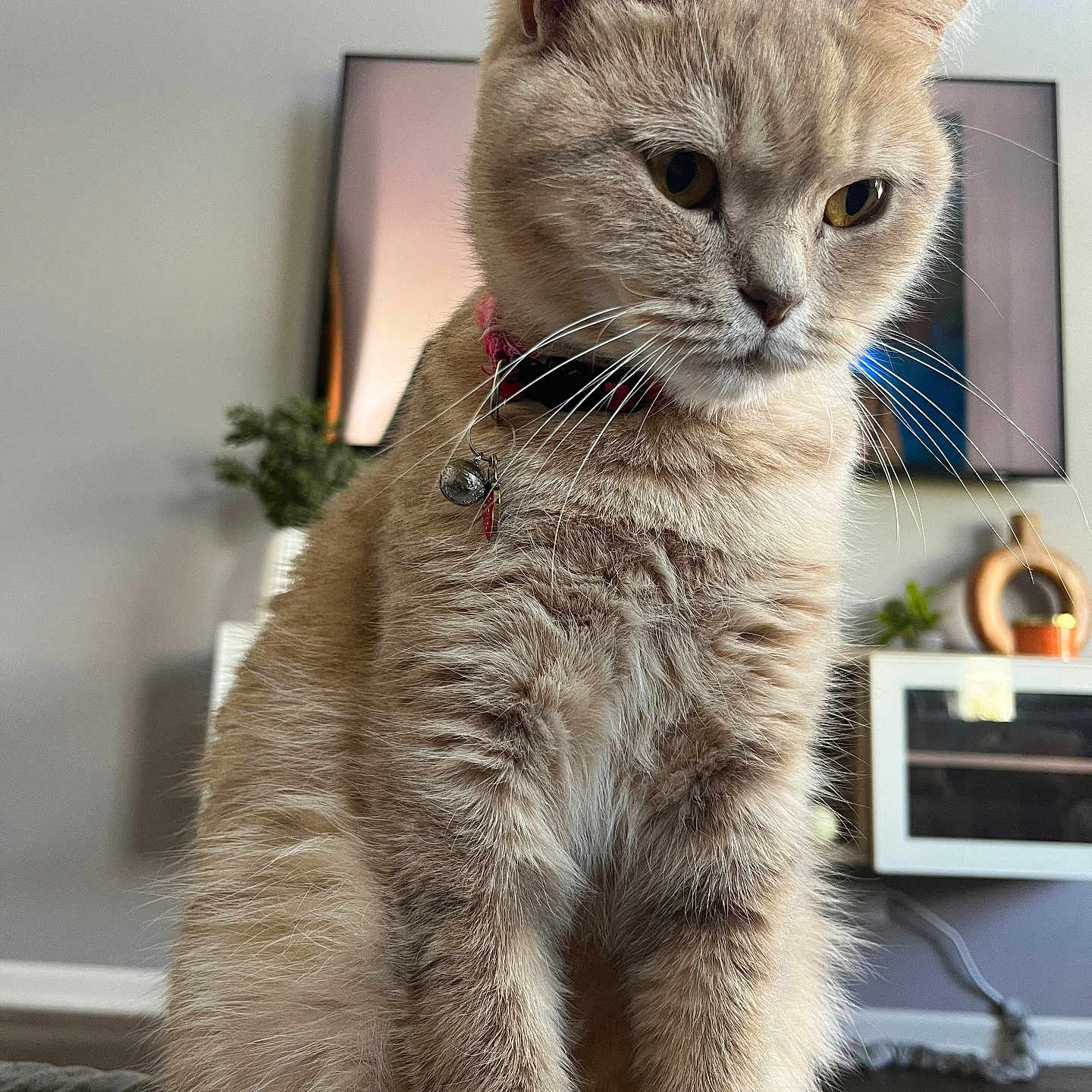Lola is registered to the contest to win money with this photo: beige, bell, cat, closeup, collar, cozy, curious, domestic_animal, feline, fur, furniture, home, indoor, pet, plant, portrait, relaxed, sitting, television, whiskers