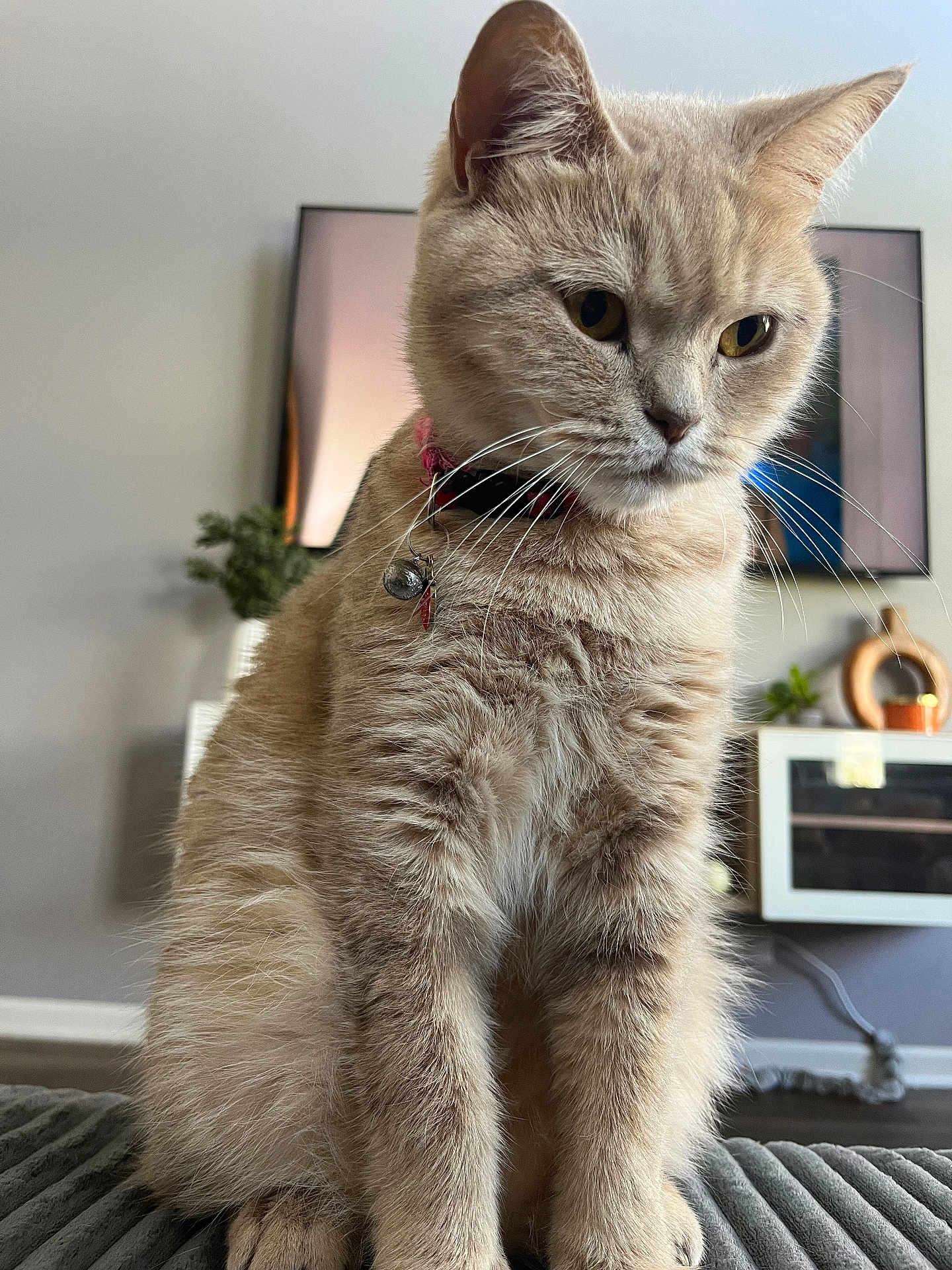 Lola