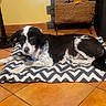 animal, black_and_white, cozy, dog, domestic, floor, home, indoor, lamp, lying_down, mat, owl_shaped, pet, quiet, relaxed, resting, sleepy, tile_floor, wicker_basket, zigzag_pattern