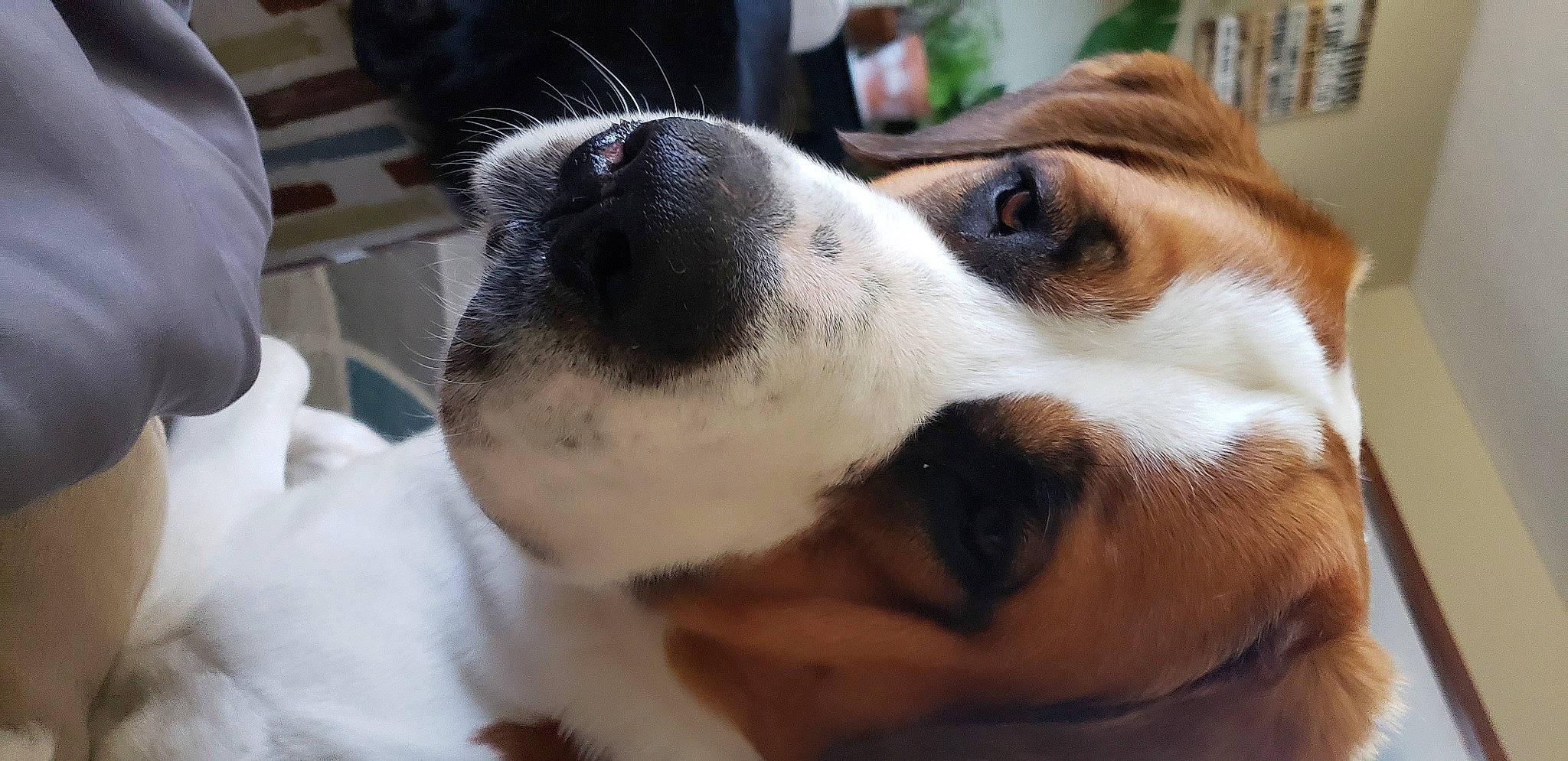 Jack is registered to the contest to win money with this photo: beagle, canidae, carnivore, collar, companion_dog, dog, dog_breed, ear, fawn, fur, paw, puppy_love, scent_hound, snout, sporting_group, street_dog, terrestrial_animal, whiskers, working_animal, working_dog