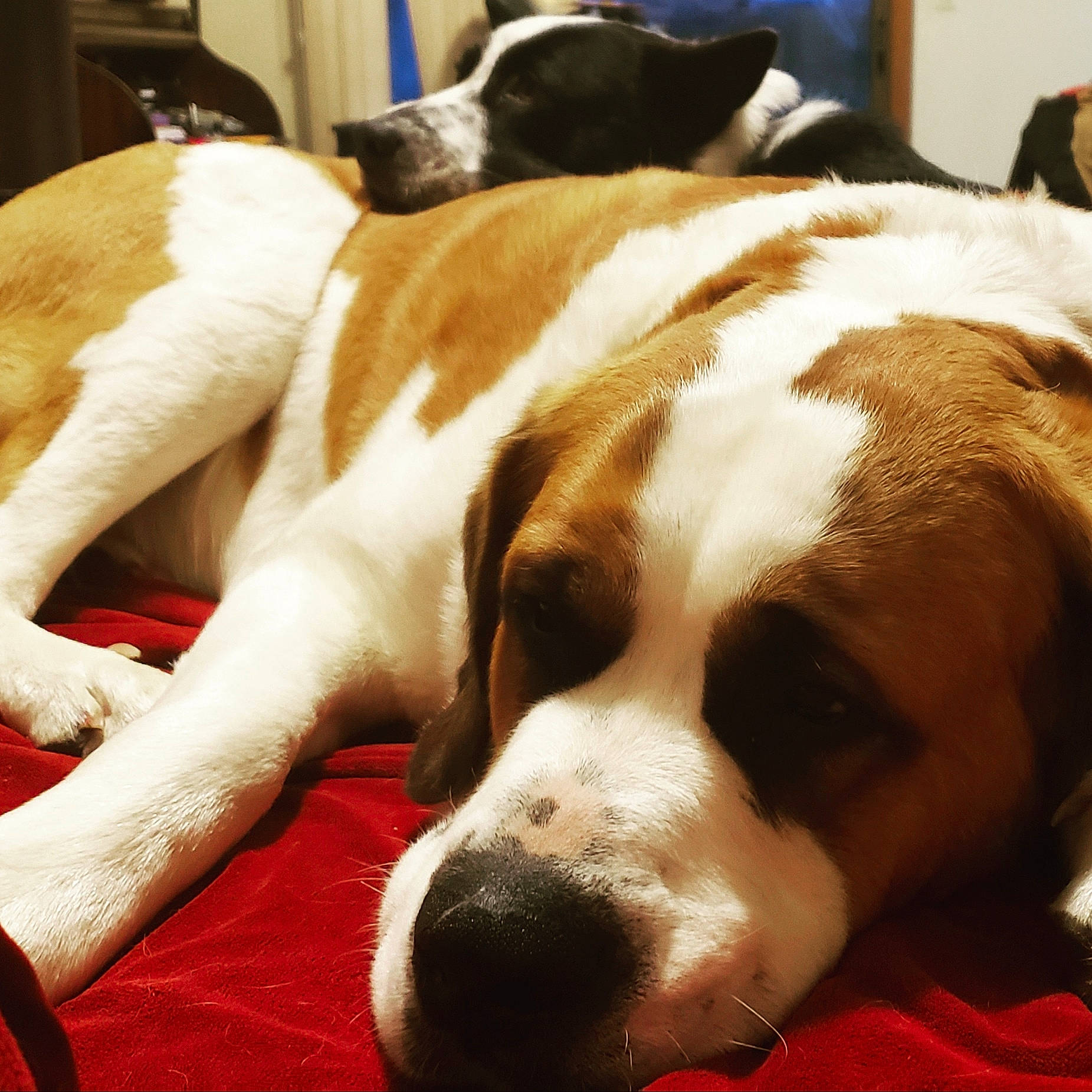 Jack joined the competition — help win amazing prizes! bored, canidae, carnivore, comfort, companion_dog, dog, dog_breed, fawn, flooring, fur, liver, nap, paw, plant, scent_hound, snout, sporting_group, whiskers, working_animal, working_dog