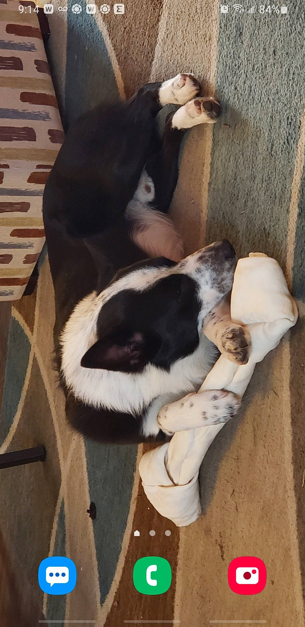 Roscoe joined the competition — help win amazing prizes! canidae, carnivore, cat, cat_supply, comfort, companion_dog, dog_breed, fawn, felidae, foot, fur, hardwood, human_leg, nap, paw, small_to_medium_sized_cats, sporting_group, tail, whiskers, wood