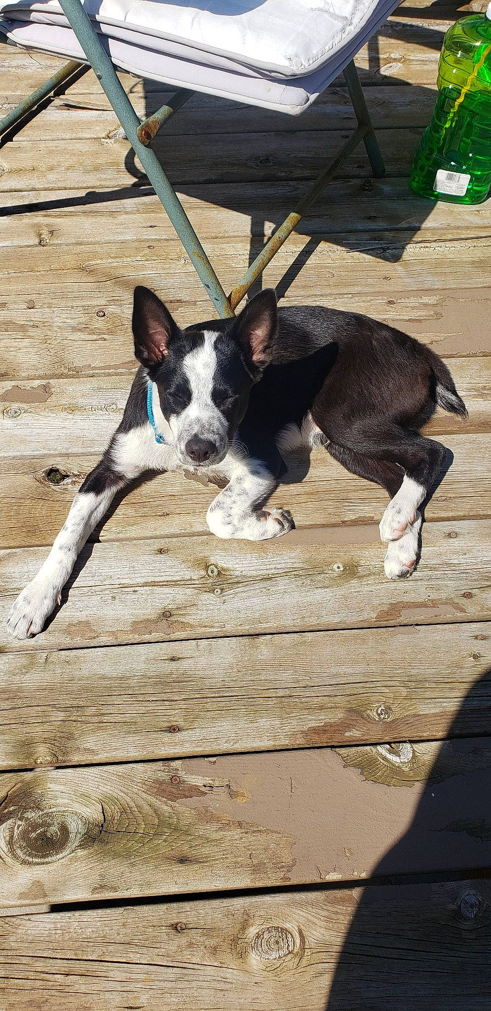 Roscoe is registered to the contest to win money with this photo: canidae, carnivore, collar, companion_dog, dog, dog_breed, dog_collar, dog_supply, fawn, flooring, hardwood, non_sporting_group, paw, snout, sporting_group, tail, terrestrial_animal, wood, working_animal, working_dog