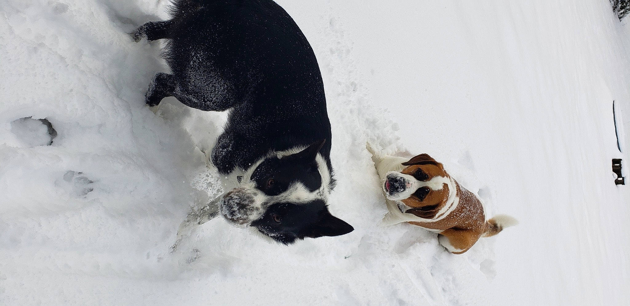 Roscoe is registered to the contest to win money with this photo: canidae, carnivore, companion_dog, dog, dog_breed, freezing, fur, non_sporting_group, paw, snout, snow, sporting_group, tail, terrestrial_animal, vertebrate, winter, working_animal, working_dog