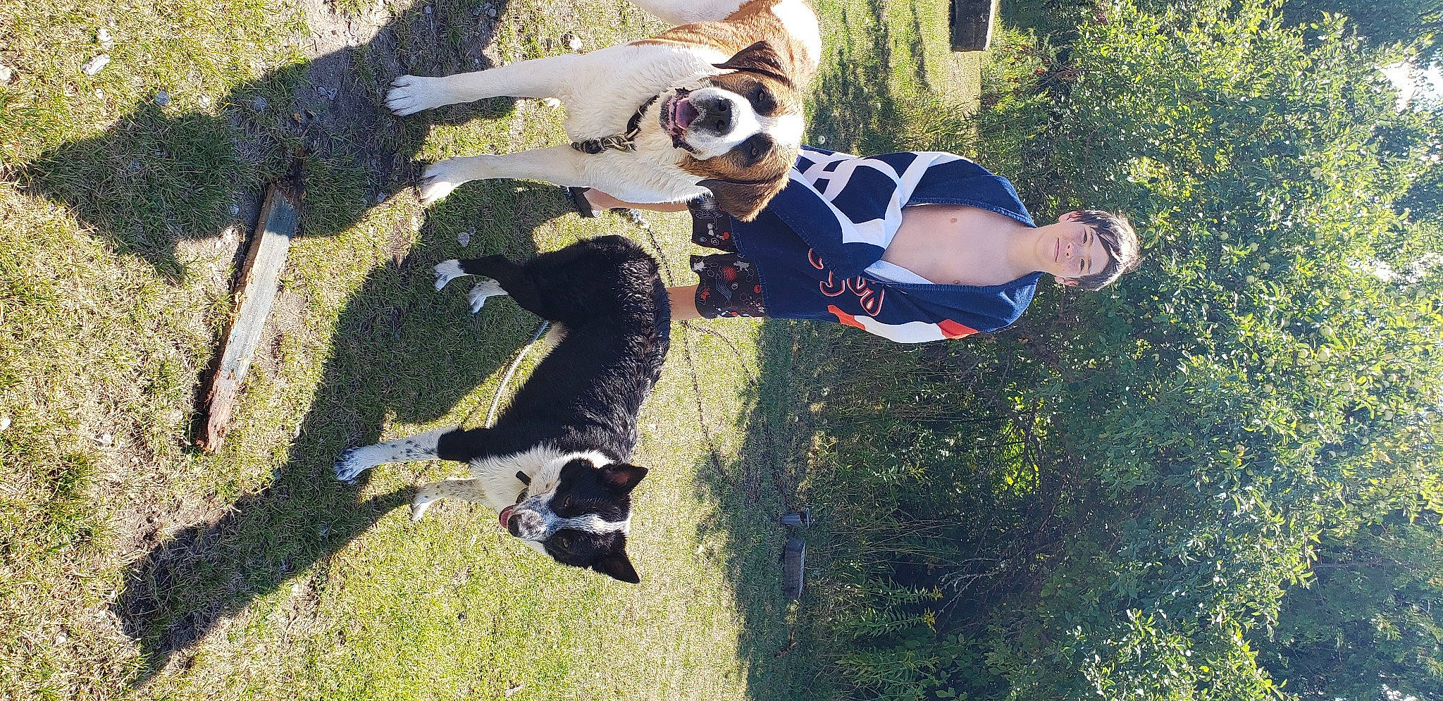 Roscoe is registered to the contest to win money with this photo: adventure, carnivore, companion_dog, dog, dog_breed, eyewear, fun, grass, happy, leisure, pattern, people_in_nature, plant, recreation, shadow, smile, sporting_group, sunglasses, tree