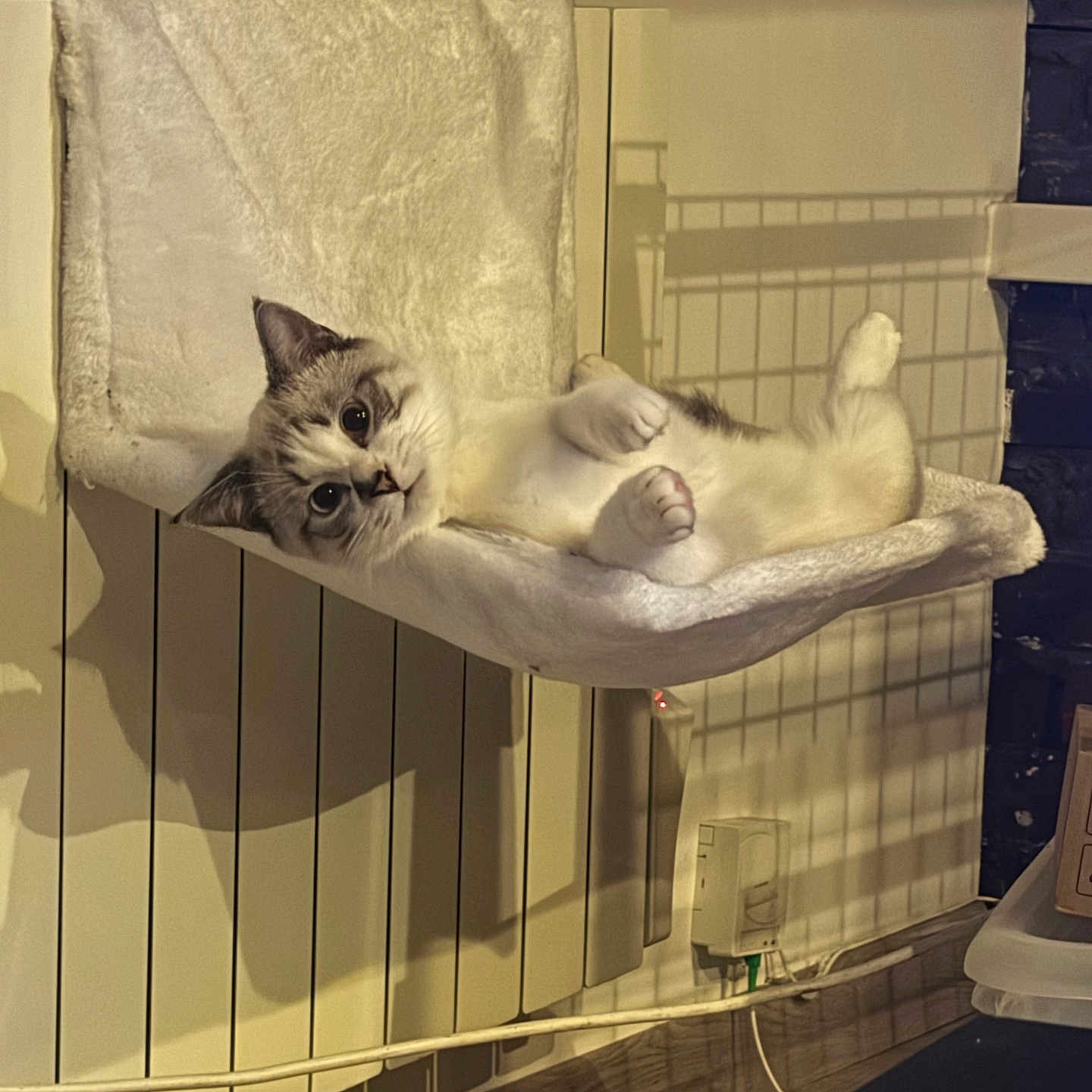 Milky a rejoint le concours — aidez-le/la à gagner de superbes lots ! animal, architecture, baby, canine, cat, chair, couch, cushion, den, face, furniture, head, homedecor, indoors, kitten, manx, person, pet, siamese, wood