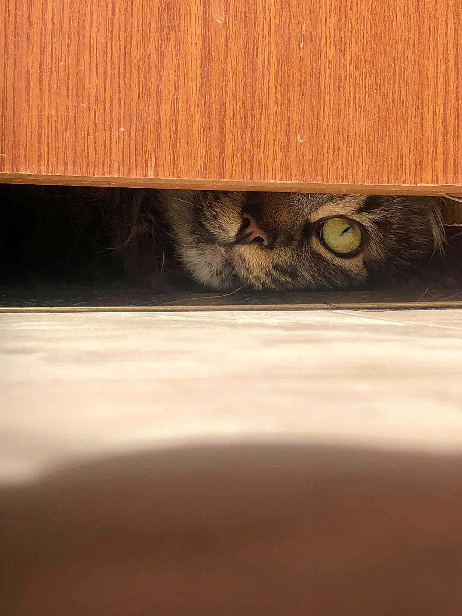 Peanut joined the competition — help win amazing prizes! circle, darkness, flooring, font, hardwood, lumber, macro_photography, metal, pattern, plank, plywood, rectangle, snout, still_life_photography, table, tints_and_shades, varnish, wood, wood_flooring, wood_stain