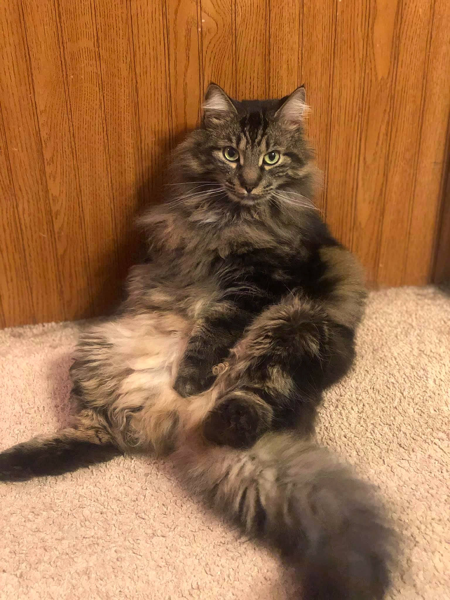 Peanut is registered to the contest to win money with this photo: british_longhair, carnivore, cat, claw, comfort, felidae, flooring, fur, grey, hardwood, maine_coon, paw, plant, sitting, small_to_medium_sized_cats, snout, tail, terrestrial_animal, whiskers, wood