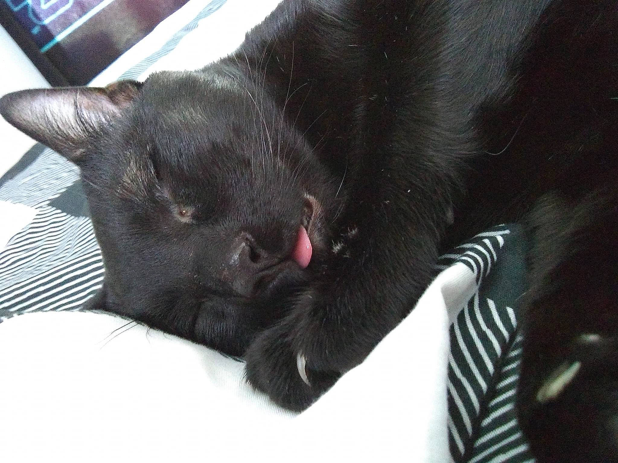 Blue is registered to the contest to win money with this photo: black_cat, bombay, canidae, carnivore, cat, claw, comfort, dog_breed, domestic_short_haired_cat, felidae, foot, fur, nap, paw, sleep, small_to_medium_sized_cats, snout, sporting_group, tail, whiskers