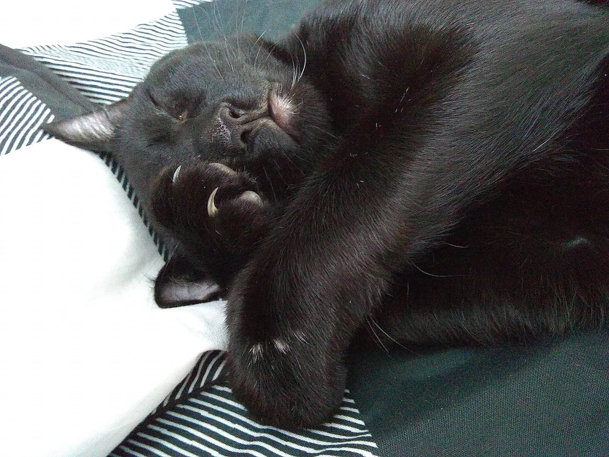 Blue is registered to the contest to win money with this photo: bat, black_cat, canidae, carnivore, cat, claw, comfort, dog_breed, domestic_short_haired_cat, felidae, fur, grey, paw, small_to_medium_sized_cats, snout, tail, terrestrial_animal, whiskers, wildlife, working_animal