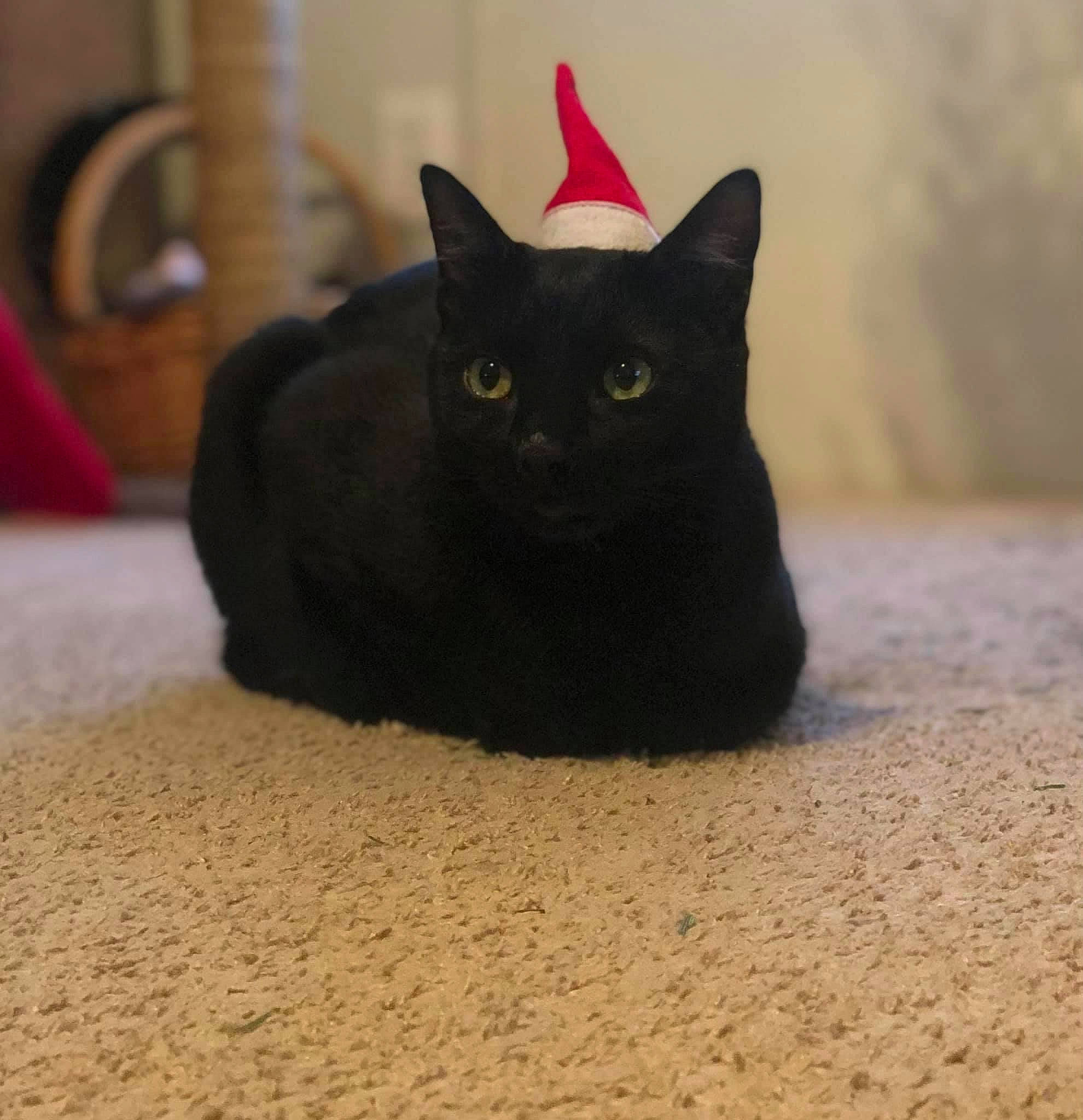 Blue is registered to the contest to win money with this photo: black_cat, bombay, carnivore, cat, domestic_short_haired_cat, felidae, flooring, fur, grey, sitting, small_to_medium_sized_cats, snout, tail, terrestrial_animal, whiskers