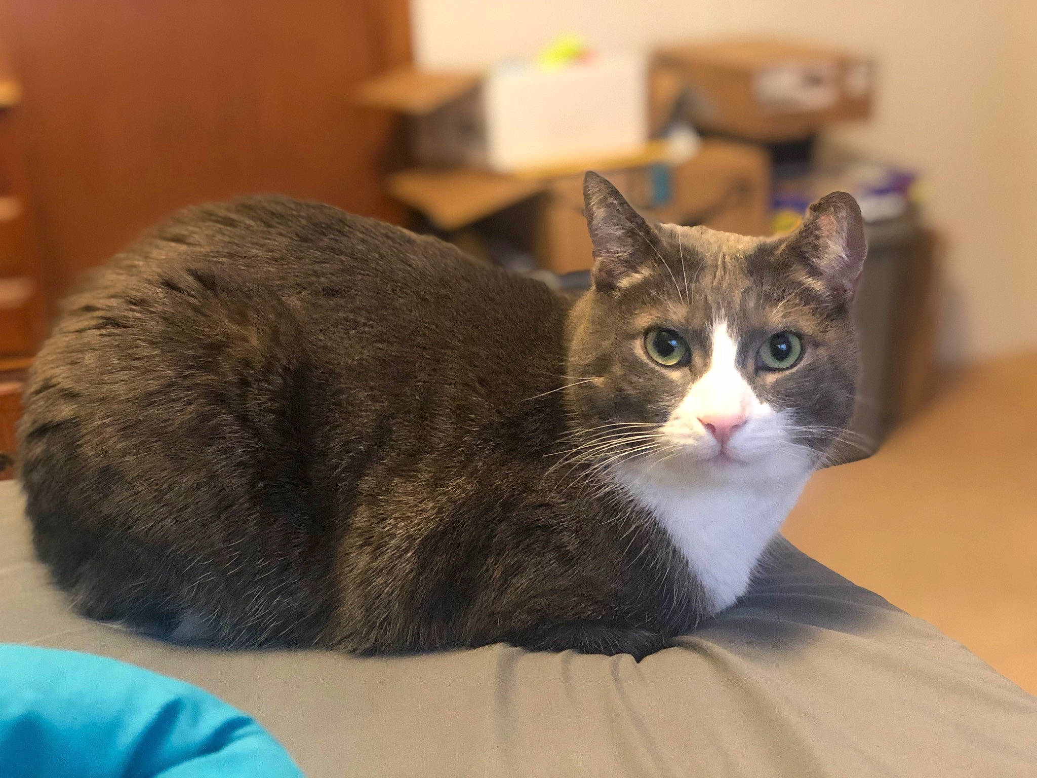 Cain joined the competition — help win amazing prizes! box, carnivore, cat, cat_supply, comfort, domestic_short_haired_cat, felidae, fur, pet_supply, small_to_medium_sized_cats, snout, whiskers, wood