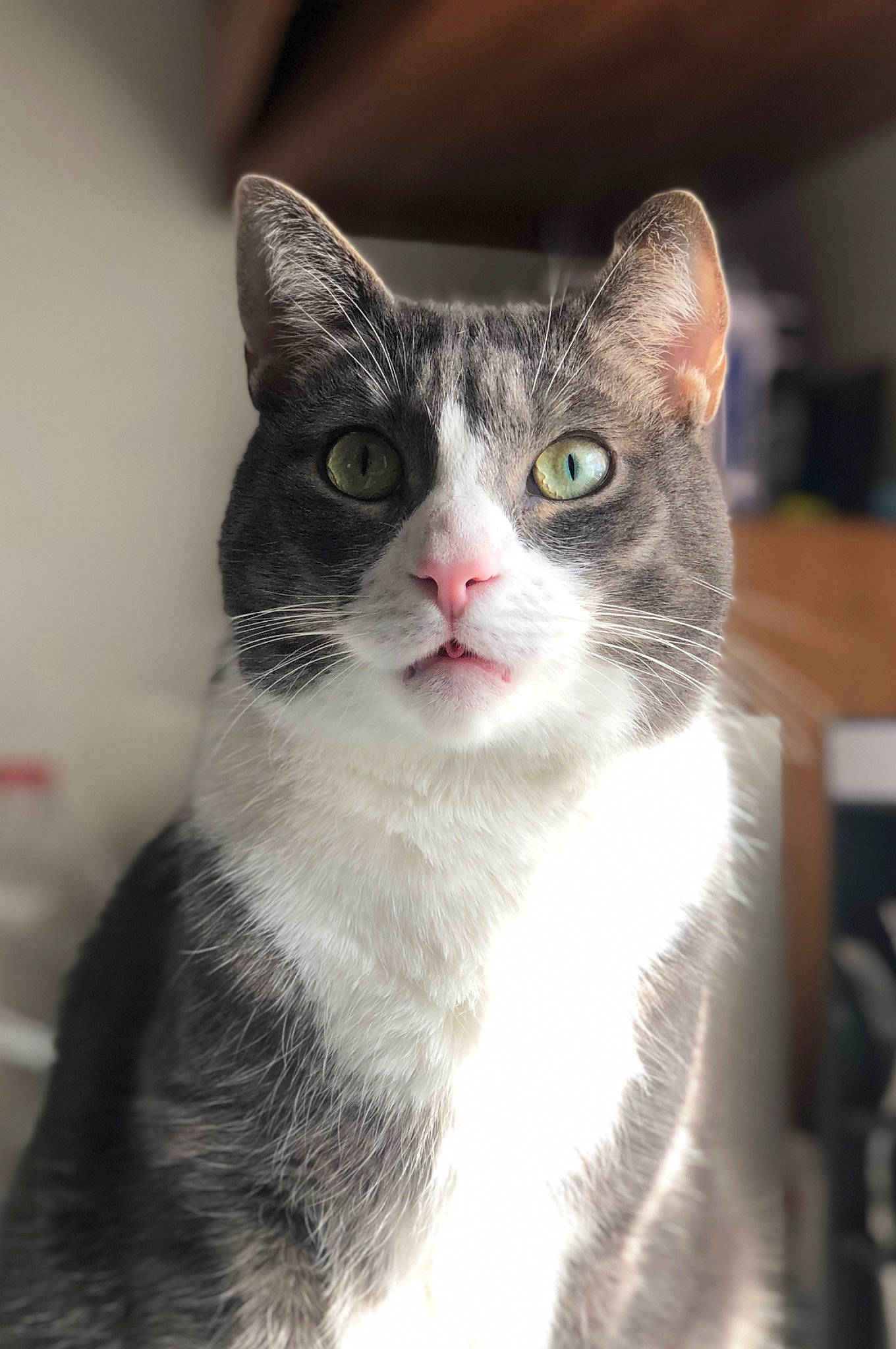 Cain is registered to the contest to win money with this photo: carnivore, cat, domestic_short_haired_cat, eyelash, felidae, fur, monochrome_photography, small_to_medium_sized_cats, snout, tree, whiskers, window