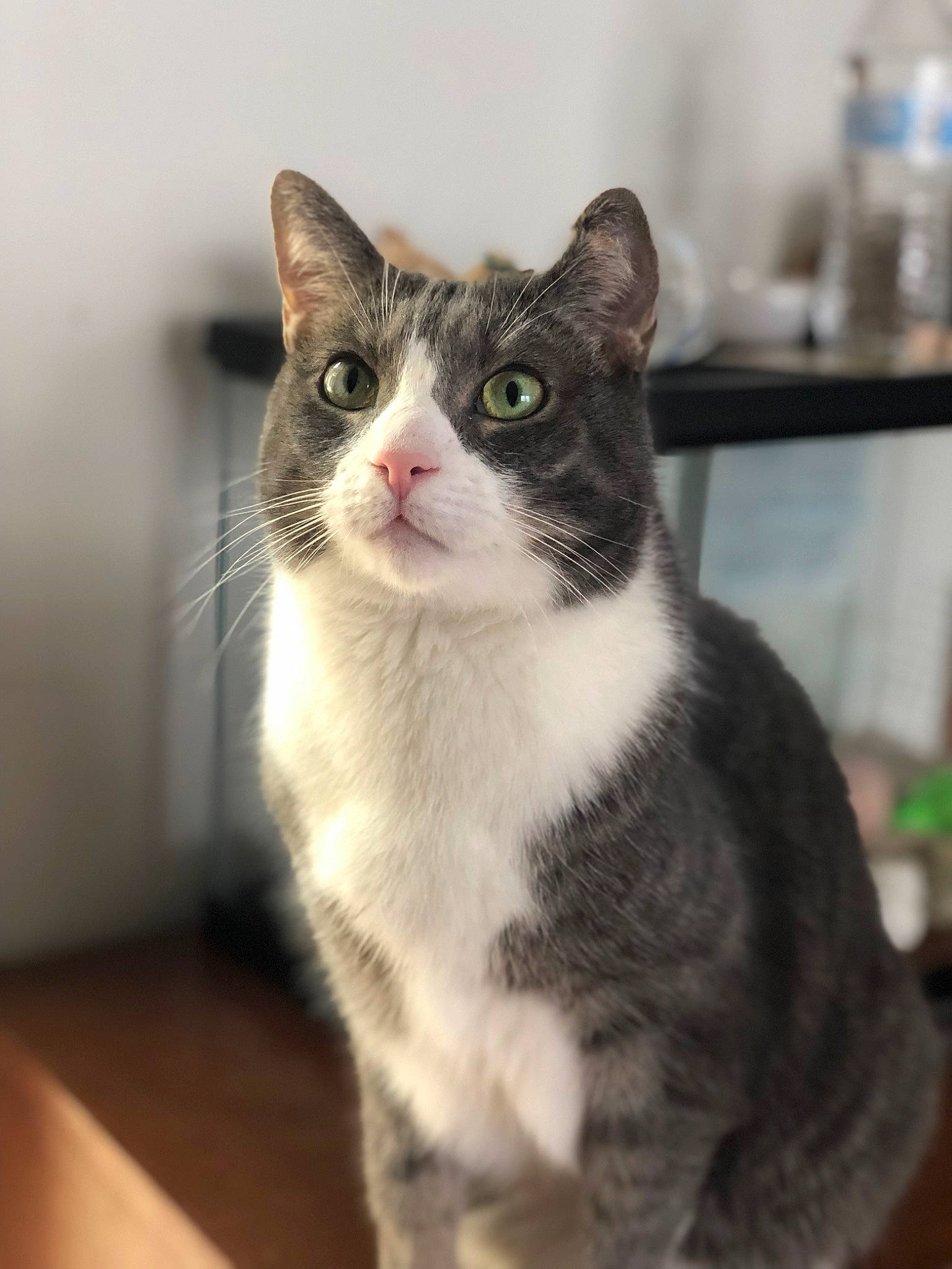 Cain joined the competition — help win amazing prizes! carnivore, cat, domestic_short_haired_cat, felidae, fur, paw, small_to_medium_sized_cats, tail, whiskers, window