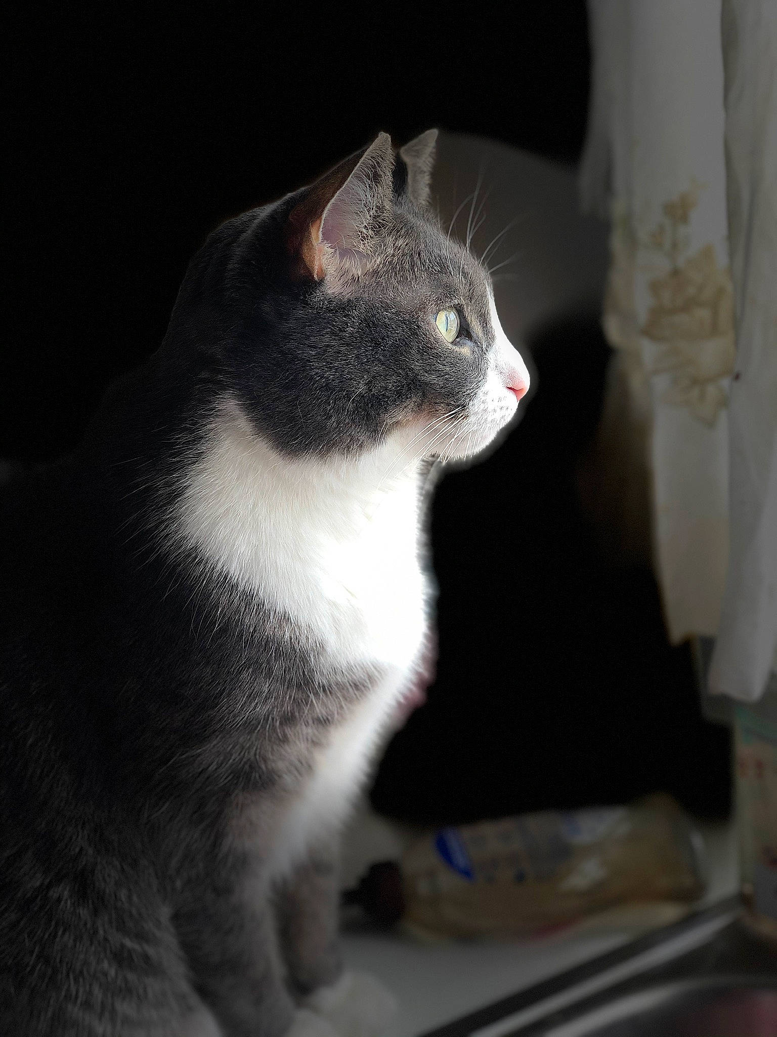 Cain joined the competition — help win amazing prizes! carnivore, cat, darkness, domestic_short_haired_cat, eye, felidae, fur, grey, monochrome_photography, paw, sitting, small_to_medium_sized_cats, snout, tail, terrestrial_animal, whiskers, window