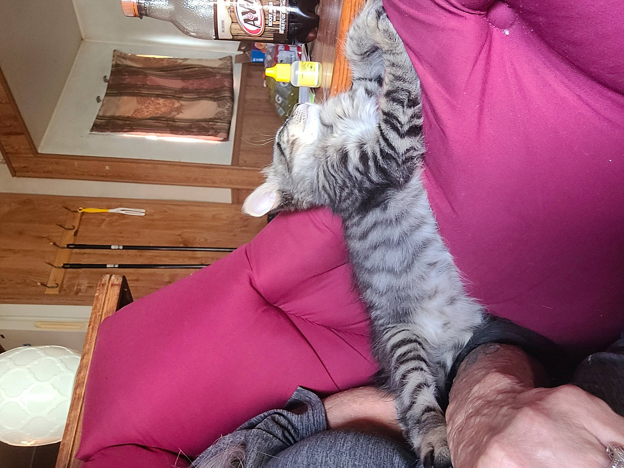 Chaos joined the competition — help win amazing prizes! carnivore, cat, comfort, couch, domestic_short_haired_cat, felidae, foot, fur, human_leg, knee, lap, leg, linens, pink, room, small_to_medium_sized_cats, sportswear, tail, thigh, whiskers