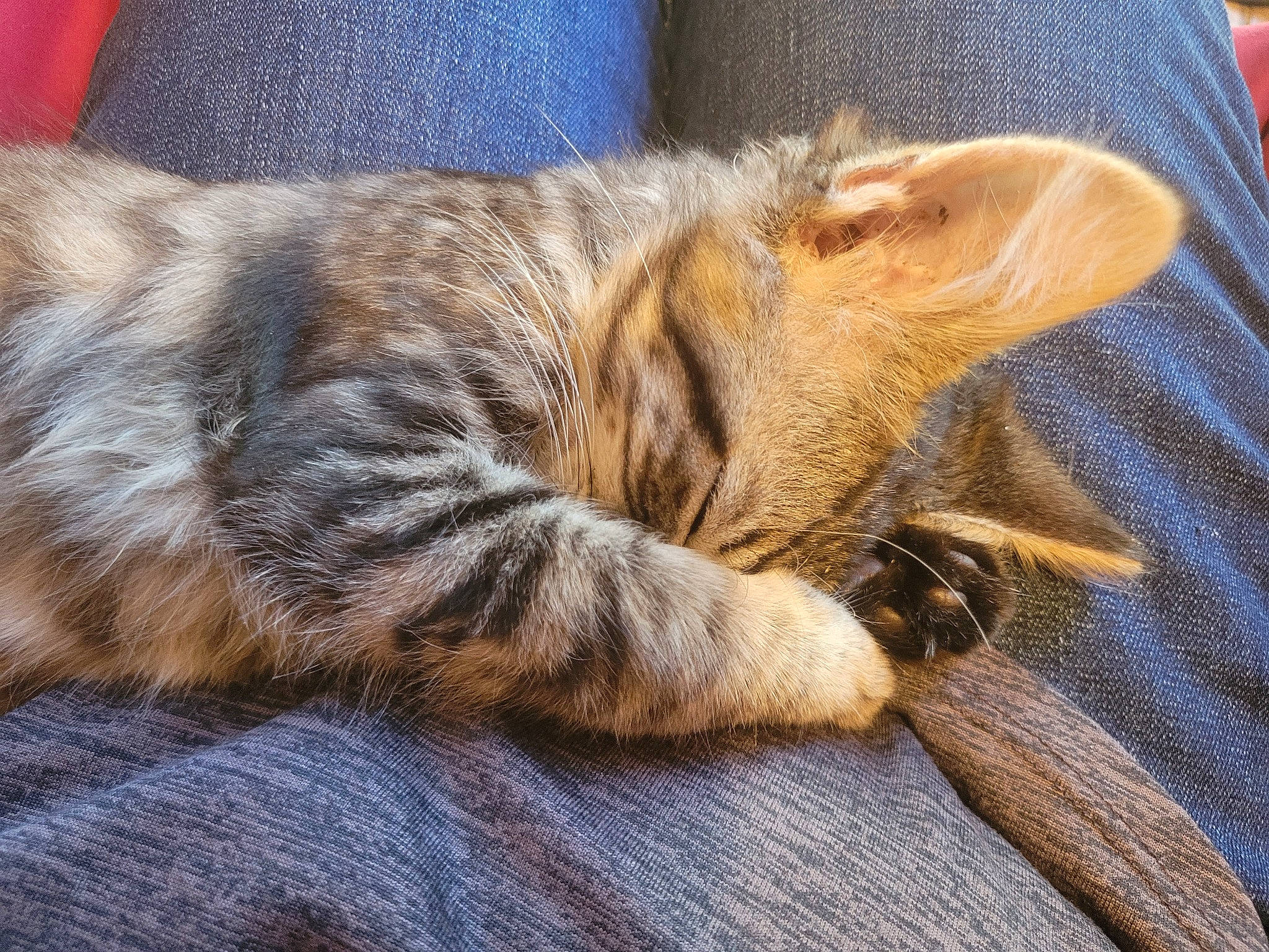 Chaos joined the competition — help win amazing prizes! carnivore, cat, claw, comfort, domestic_short_haired_cat, felidae, foot, fur, grass, nap, paw, sleep, small_to_medium_sized_cats, snout, tail, terrestrial_animal, whiskers, wood